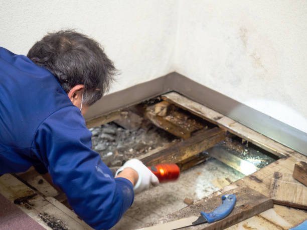 Mold Testing and Removal in Aberdeen, NC