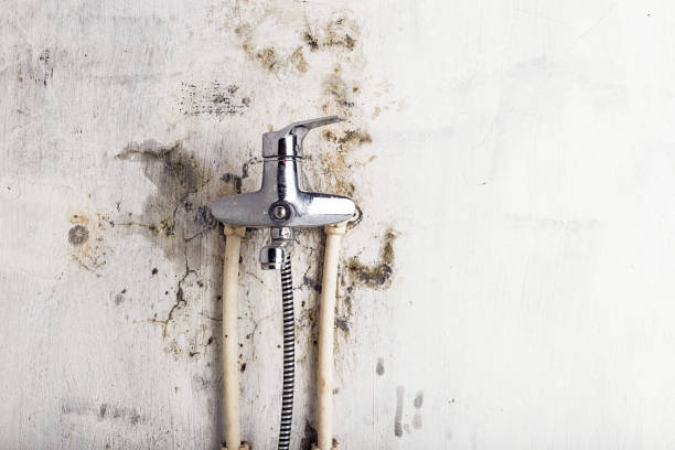 Best Fast Mold Removal  in Aberdeen, NC