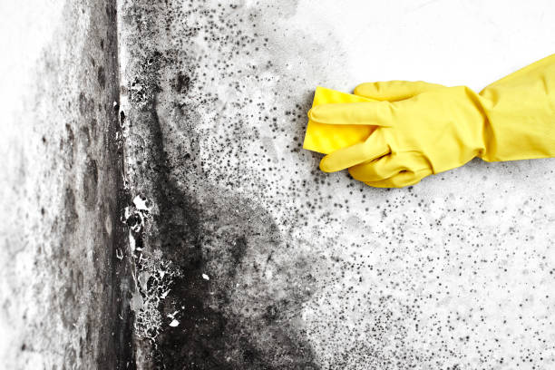 Best Mold Damage Repair  in Aberdeen, NC