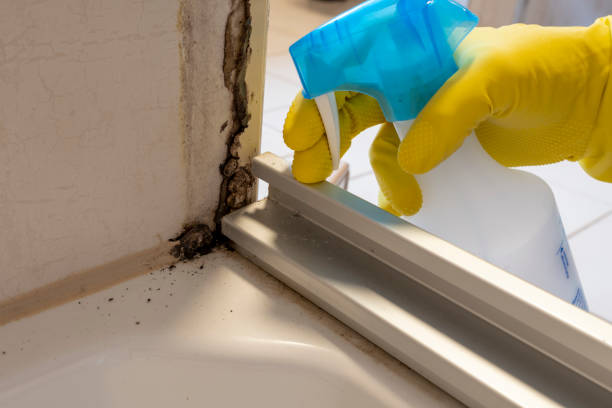 Best Attic Mold Removal  in Aberdeen, NC