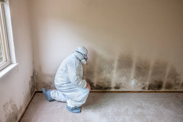 Best Home Mold Removal  in Aberdeen, NC