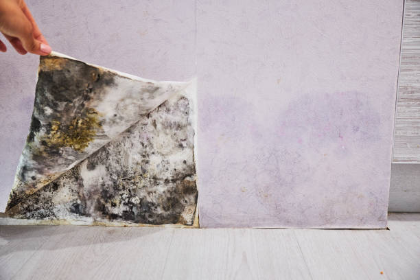 Best Commercial Mold Removal  in Aberdeen, NC